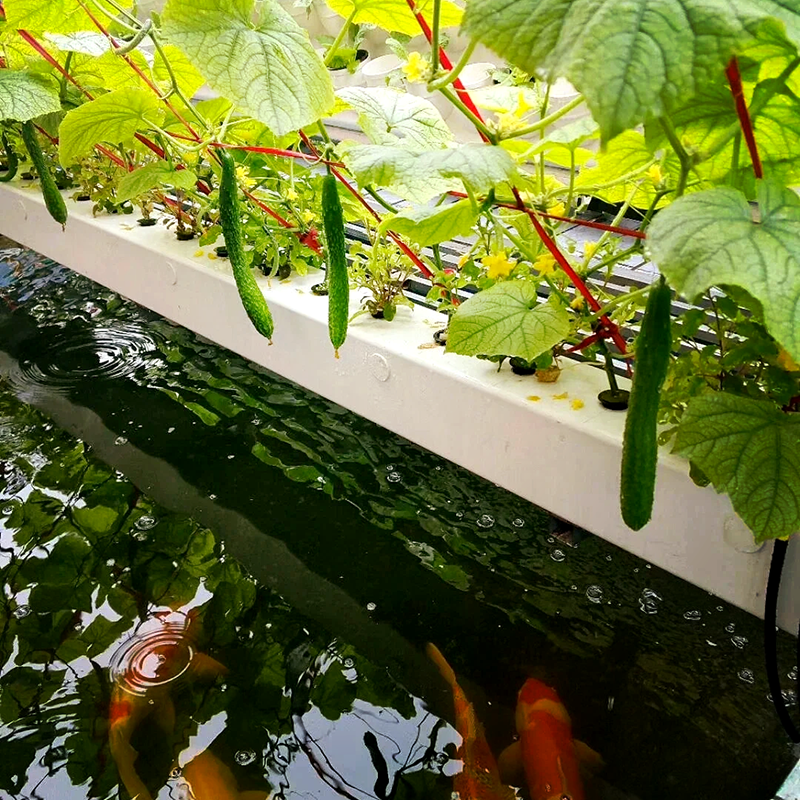 赤峰市玻璃温室鱼菜共生 - 一站式服务